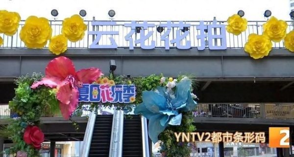 配先查 紧张又刺激！快来斗南花市体验鲜花拍卖