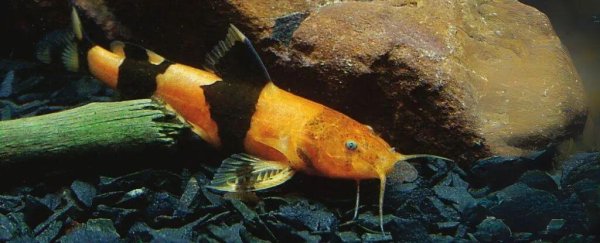 股海策略 罕见画面曝光！数千条鲶鱼集体向上攀爬瀑布，它们是在干什么？